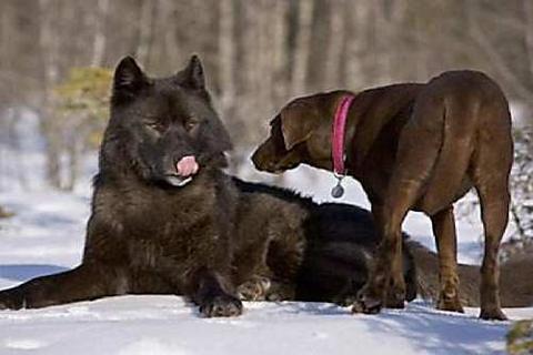 Locals See Wolf Enter Dog Park, Then This Happens