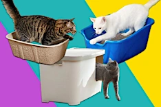 The 10 best litter boxes we tested in 2024