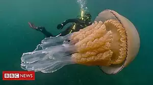 Huge jellyfish encounter ‘unbelievable’
