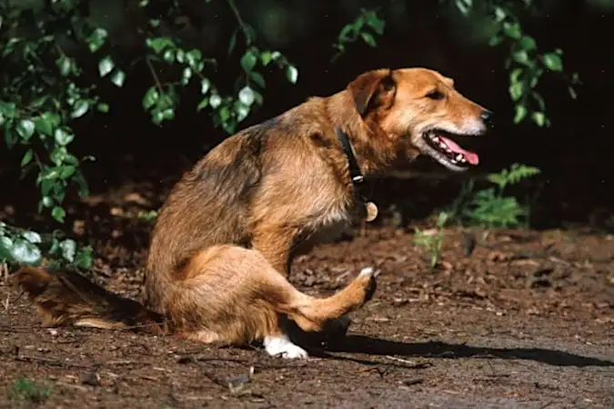 Vet Says: The 1 Meat You Should Not Feed Your Dog! Meet The Number 1 Enemy