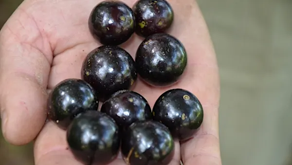 Doctors Can't Explain Why This Fruit May Cut Your Blood Sugar By 90%