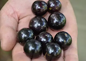 Doctors Can't Explain Why This Fruit May Cut Your Blood Sugar By 90%