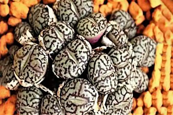 [写真] ある少女がベッドの下で卵を見つけた。専門家が卵を見た結果、全員が青ざめた。それはなぜ？