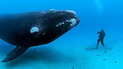 [Pics] Diver Doesn’t Understand What Whale Wants, Until She Notices Something Strange