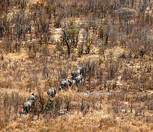Anti-poaching units gear up as 87 elephants found dead in Botswana - Photos