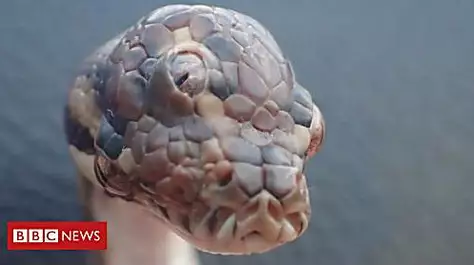 Three-eyed snake found on Australian road