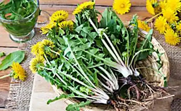 5 Plantes à cueillir autour de chez vous avec des propriétés insoupçonnées 5 Plantes à cueillir autour de chez vous avec des propriétés insoupçonnées