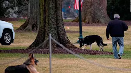 Así disfrutan en la Casa Blanca los perros de Biden