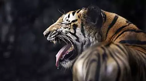 The problem with India’s man-eating tigers