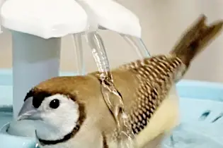 「全部はじいてる…」ドヤ顔の“カノコスズメ”に190万回再生、鳥たちの独特な水浴び法とは？