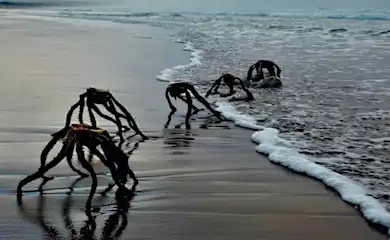 [Story] Lifeguard Spots Weird Creatures - Evacuate Beach When Realizing What They Really Are