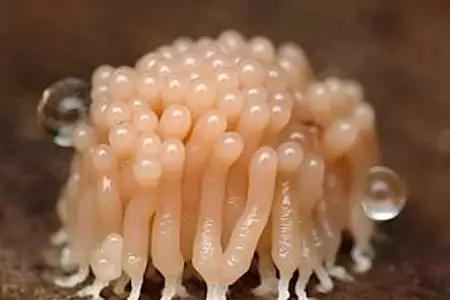 Taking Metformin? Use This Household Food To Lower Blood Sugar