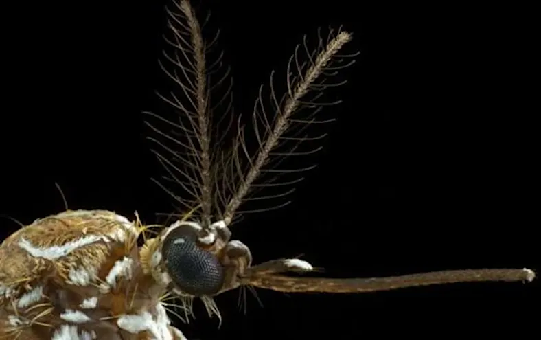 ¿Te pican? Así saben los mosquitos dónde estás