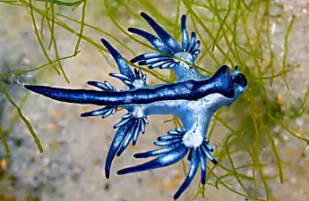 [Gallery] Bizarre Animals We Never Knew Existed