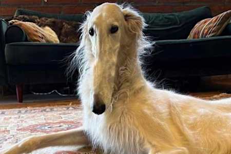 [Fotos] 25 razas de perros que cuestan una fortuna