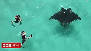 Manta ray 'asks' divers for help