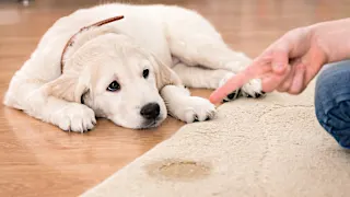 Image 23: What’s the #1 Way to Potty Train Your Puppy—Fast?