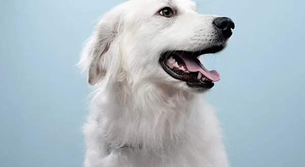 Casa nova? Confira dicas para adaptar o pet ao novo lar