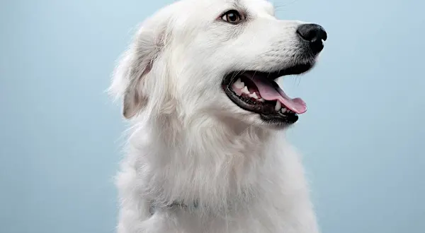 Casa nova? Confira dicas para adaptar o pet ao novo lar