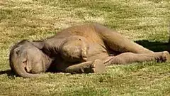 [Pics] Conservationists Couldn't Believe Their Eyes When This Mama Elephant Gave Birth