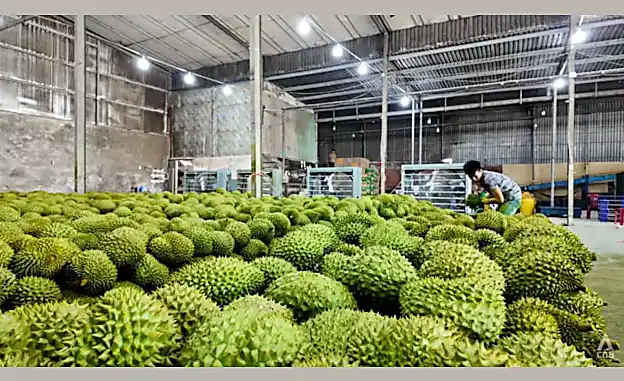 Vietnamese durian farmers face thorny issues that could threaten growing demand from China