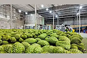 Vietnamese durian farmers face thorny issues that could threaten growing demand from China