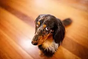 Is Soft Stool Normal for Dogs? Answers, Causes, and Remedies