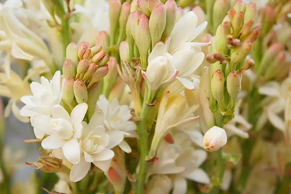 Tuberose Plant Info: Learn About The Care Of Tuberose Flowers