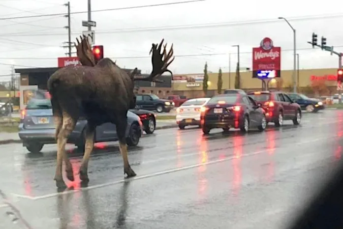 [Pics] 'Meanwhile In Canada' Pics That Defines The Culture