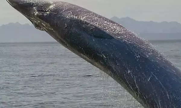 [Pics] She Thought It Was A Blue Whale Until She Looked At The Pictures She Took