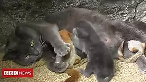 The squirrels being raised among kittens