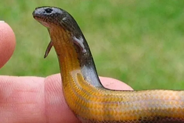 Trova uno strano serpente nel cortile - Quando il veterinario lo vede dice "Non può essere vero"