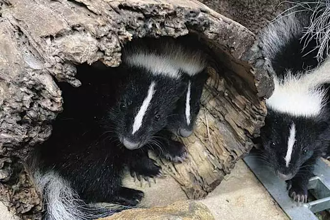 シマスカンクの赤ちゃん見てね　那須どうぶつ王国