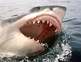 Horrifying great white shark terrorises tourists as it turns the sea red in sudden attack