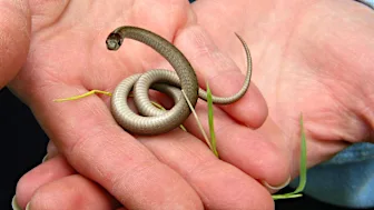 生物学者も感嘆する謎の生物25選