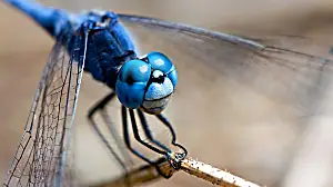 Dragonflies see the world in slow motion