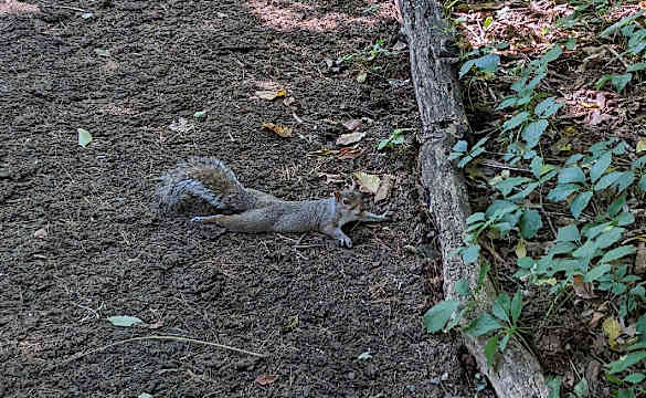 If you see a squirrel sprawled out on the ground, here’s what you need to know