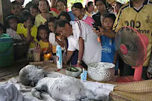 Buffalo in Thailand Gives Birth to Offspring with Human-Like Face