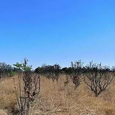Η Ζιμπάμπουε ανακτά αχρησιμοποίητη γη από μαύρους αγρότες