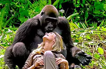 [Pics] Husband Introduces Wife To The Wild Gorilla He Raised, But A Minute Later This Happens