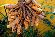 Raiz importada que reduz colesterol chega ao Brasil