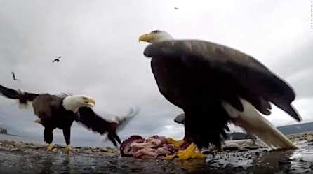 Un águila robó una GoPro y grabó este impresionante video Un águila robó una GoPro y grabó este impresionante video