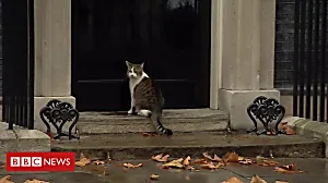 Downing Street cat gets a helping hand
