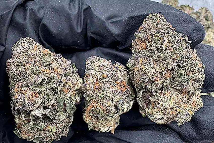 THCa Flower: Pennsylvania Legalizes Cannabis Delivery
