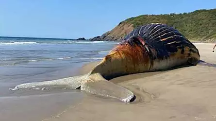 Pescadores se llevan triste sorpresa en la orilla de una playa en México