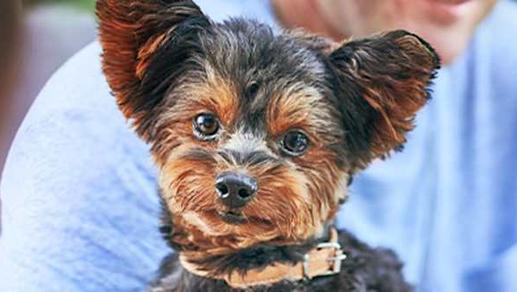 Protect your dog’s vital kidney function and help maintain muscle with this food
