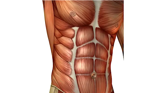 Beste Bauchübungen für oberen, unteren und seitlichen Bauch