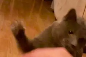 Il gatto professore: graffio, lezione e umiliazione in pochi secondi di video