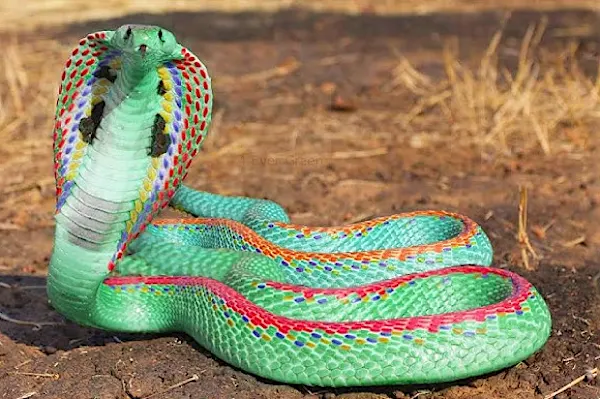 15 Most Snake Infested Countries Around The Globe