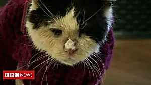 'Lucky cat' happy after 10 years on the street